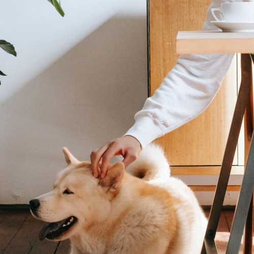 a person sitting at a table with a dog