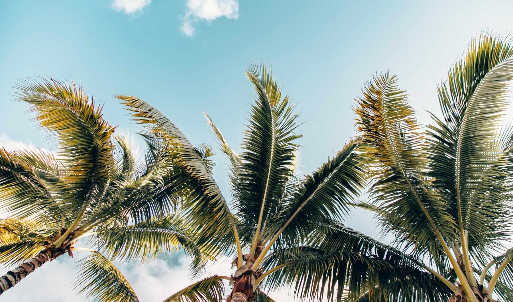 Find your perfect fit at Palm Vista a group of palm trees